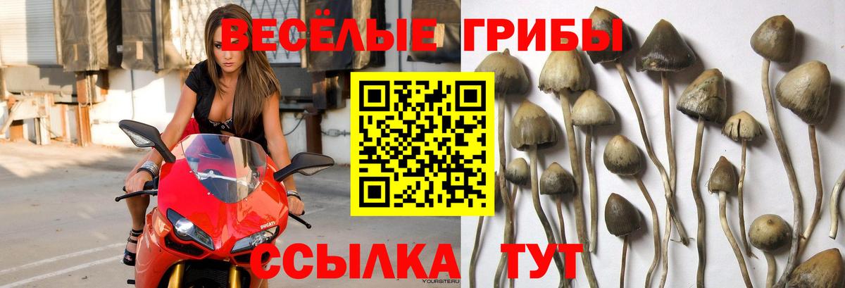 Галлюциногенные грибы Cubensis Татарск
